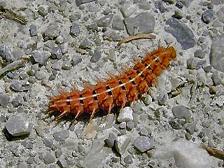 Raupe Feuriger Perlmutterfalter Mrzveilchen-Perlmutterfalter Argynnis adippe Fabriciana  High Brown Fritillary