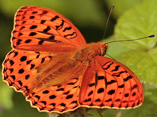 Mnnchen Feuriger Perlmutterfalter Mrzveilchen-Perlmutterfalter Argynnis adippe Fabriciana  High Brown Fritillary