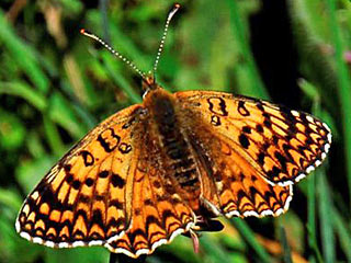 Weibchen Melitaea aetherie Aetherie Fritillary