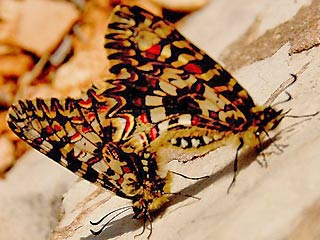 Paarung Spanischer Osterluzeifalter Zerynthia rumina Spanish Festoon