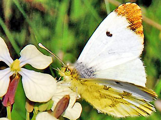 Weibchen Gelber Aurorafalter  Anthocharis euphenoides "Provence" Orange Tip  