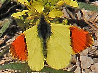 Männchen Gelber Aurorafalter  Anthocharis euphenoides "Provence" Orange Tip  