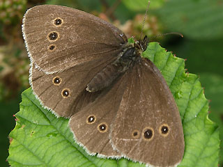 Oberseite Brauner Waldvogel   Aphantopus hyperantus   The Ringlet