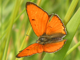 Mnnchen Groer Feuerfalter Lycaena dispar Large Copper