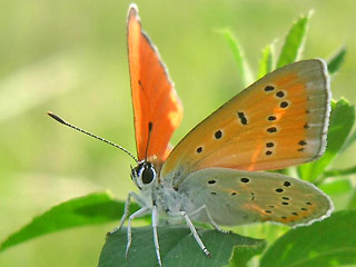 Mnnchen Groer Feuerfalter Lycaena dispar Large Copper