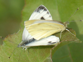 Paarung Rapswei�ling Pieris napi Green-veined White