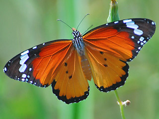 Afrikanischer Monarch Danaus (Anosia) chrysippus Plain Tiger