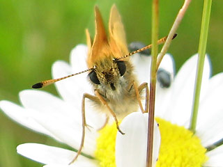 Schwarzkolbiger Braun-Dickkopffalter Thymelicus lineola Essex Skipper