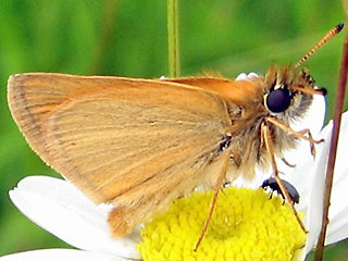Schwarzkolbiger Braun-Dickkopffalter Thymelicus lineola Essex Skipper
