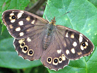 Waldbrettspiel Laubfalter Pararge aegeria Speckled Wood