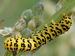 Raupe Cucullia lychnitis Spter Knigskerzen-Mnch Graubestubter Knigskerzen-Mnch Striped Lychnis