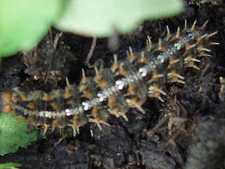 Raupe Kleiner (Silbriger) Perlmutterfalter   Issoria lathonia   Queen of Spain Fritillary