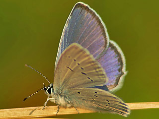 Mnnchen Everes decolorata stlicher Kurzschwnziger Bluling Eastern Short-tailed Blue