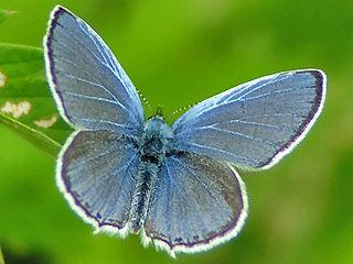 Mnnchen Everes decolorata stlicher Kurzschwnziger Bluling Eastern Short-tailed Blue