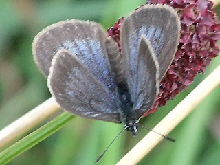 Mnnchen Dunkler Wiesenknopf-Ameisen-Bluling Glaucopsyche nausithous Maculinea Dusky Large Blue