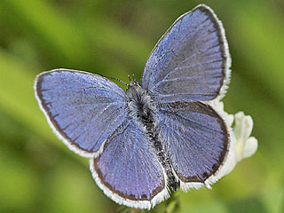 Mnnchen Cupido argiades  Kurzschwnziger Bluling Short-tailed Blue
