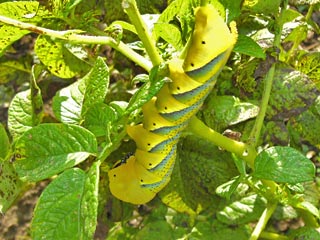 Raupe auf Kartoffel Totenkopfschwrmer Acherontia atropos Deathhead Hawk-moth