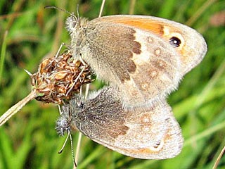 Coenonympha pamphilus  Kleines Wiesenvgelchen Small Heath