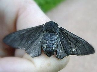 Schwarze Form Biston betularia Birkenspanner Peppered Moth