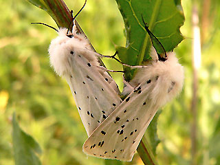 Paarung Spilosoma lubricipeda Breitflügeliger Fleckleibbär White Ermine