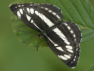 SchwarzbraunerTrauerfalter   Neptis sappho   Common Glider