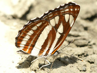 SchwarzbraunerTrauerfalter   Neptis sappho   Common Glider