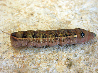 Raupe Groer Weinschwrmer Hippotion celerio Silver-striped Hawk-moth