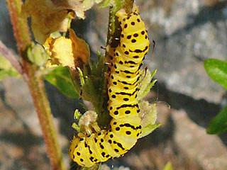 Raupe Cucullia lychnitis Spter Knigskerzen-Mnch Graubestubter Knigskerzen-Mnch Striped Lychnis