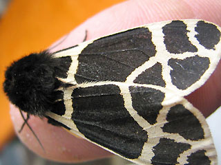 Arctia flavia Engadiner Br