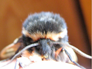 Arctia flavia Engadiner Br