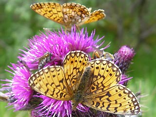 Braunfleckiger Perlmutterfalter Boloria ( Clossiana ) selene Small Pearl-bordered Fritillary
