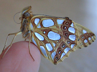 Kleiner (Silbriger) Perlmutterfalter   Issoria lathonia   Queen of Spain Fritillary