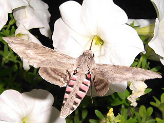 Falter im Flug Windenschwrmer Agrius convolvuli Convolvulus Hawk-moth