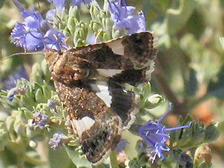 Tyta luctuosa Ackerwinden-Trauereule Four-Spotted