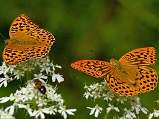 Kaisermantel Argynnis paphia Silver-washed Fritillary