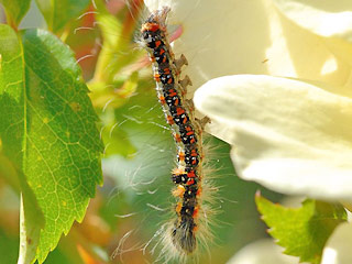 Raupe Acronicta tridens Dreizack-Pfeileule Dark Dagger