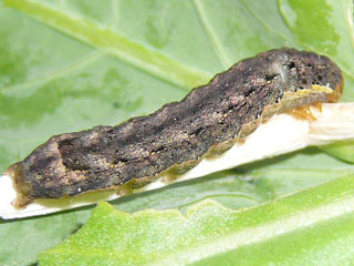 Raupe Kohleule Mamestra brassicae Cabbage Moth