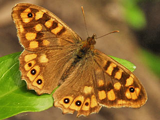 Waldbrettspiel Laubfalter Pararge aegeria Speckled Wood