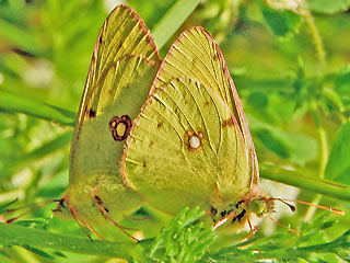 Paarung Colias alfacariensis Hufeisenklee-Weiling, Bergers Clouded Yellow