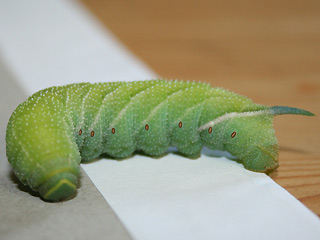 Raupe 2.Generation Abendpfauenauge Smerinthus ocellata Eyed Hawk-moth