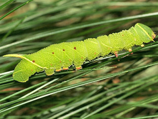 Raupe Pappelschwrmer Laothoe populi Poplar Hawk-moth