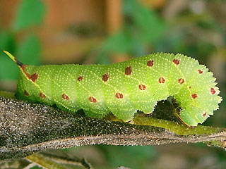 Raupe Pappelschwrmer Laothoe populi Poplar Hawk-moth