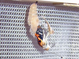 Schlpfender Falter Distelfalter Vanessa cardui Painted Lady Wanderfalter