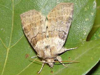Cymatophorina diluta  Violettgrauer Eulenspinner Lesser Lutestring