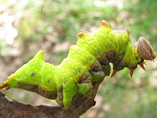 Dromedar-Zahnspinner  Notodonta dromedarius  Iron Prominent