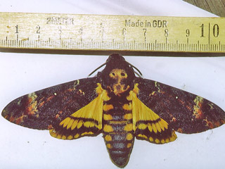 Totenkopfschwrmer Acherontia atropos Deathhead Hawk-moth