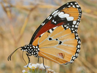 Afrikanischer Monarch Danaus (Anosia) chrysippus Plain Tiger