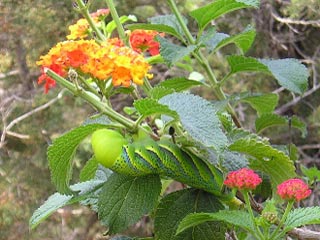 Raupe Totenkopfschwrmer Acherontia atropos Deathhead Hawk-moth