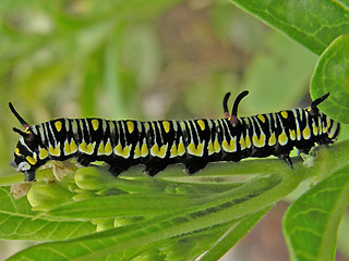 Raupe Afrikanischer Monarch Danaus (Anosia) chrysippus Plain Tiger