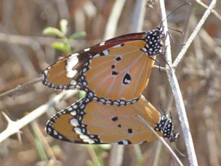 Paarung Afrikanischer Monarch Danaus (Anosia) chrysippus Plain Tiger